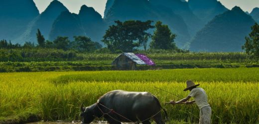 Inilah Penyakit Yang Disebabkan Bermain di Sawah
