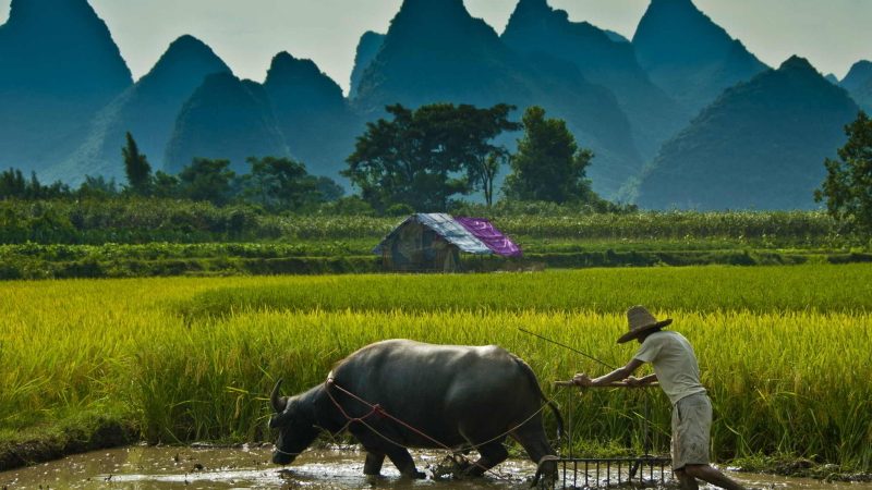 Inilah Penyakit Yang Disebabkan Bermain di Sawah
