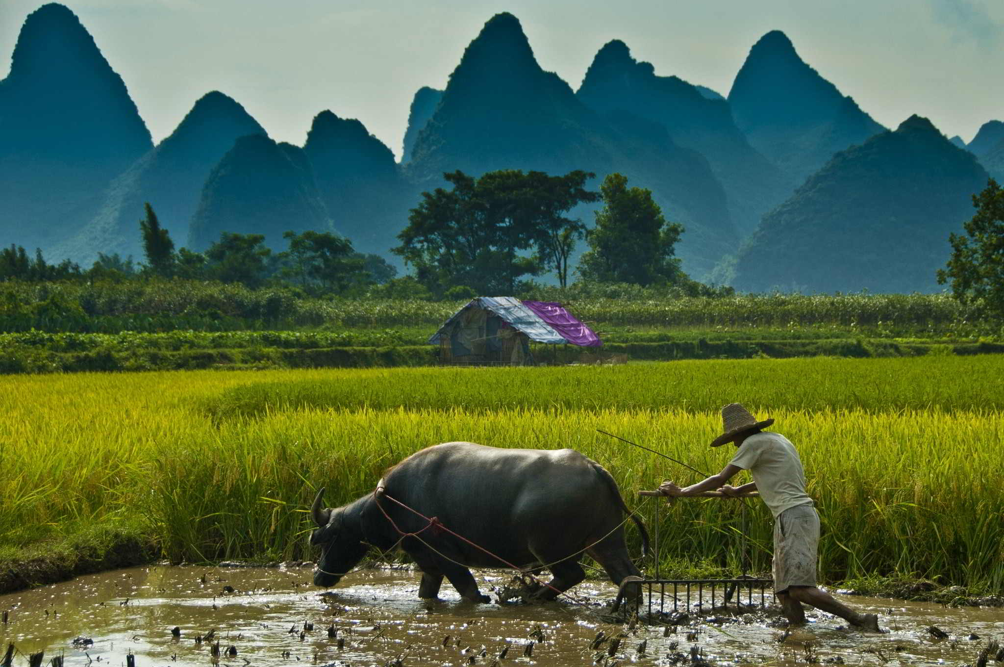 Inilah Penyakit Yang Disebabkan Bermain di Sawah