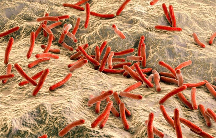Beberapa Bakteri Ganas yang Dapat Menyerang Tubuh